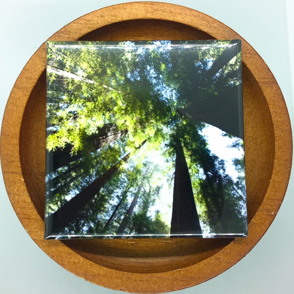 ✨3/$25✨ Looking Up - California Redwoods Photo Magnet
